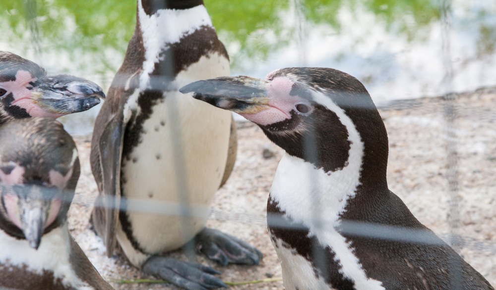 Calgary Zoo reports 7 penguins found dead this morning