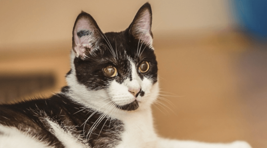 17 kitties that need a meow-y Christmas