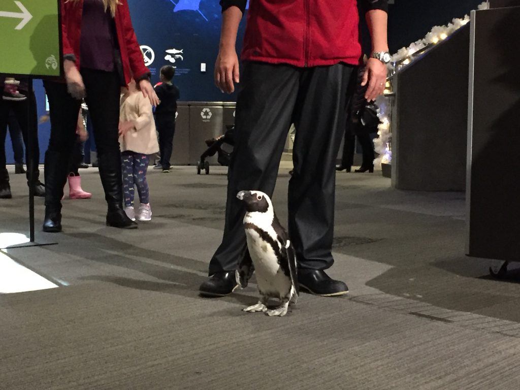 penguin