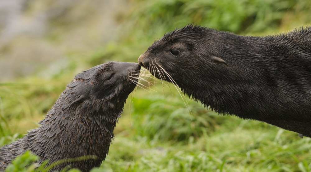 Northern fur seals in the wild (Luiz Kagiyama/Shutterstock)