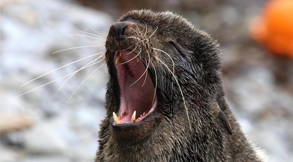 A northern fur seal in the wild (tryton2011/Shutterstock)