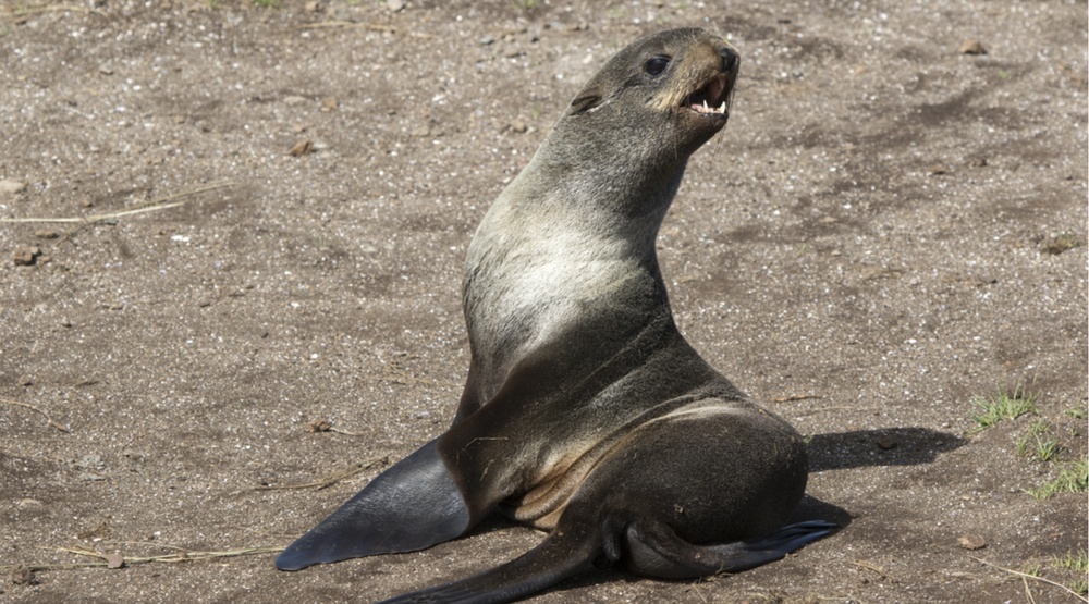 Northern fur seal in the wild (Dmytro Pylypenko/Shutterstock)