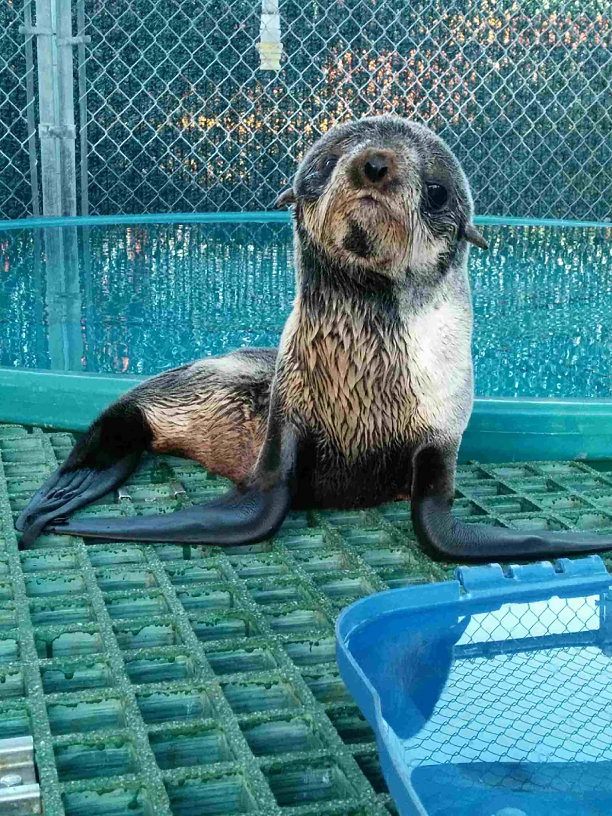 The northern fur seal pup recovering at Vancouver Aquarium Marine Mammal Rescue Centre (Vancouver Aquarium)