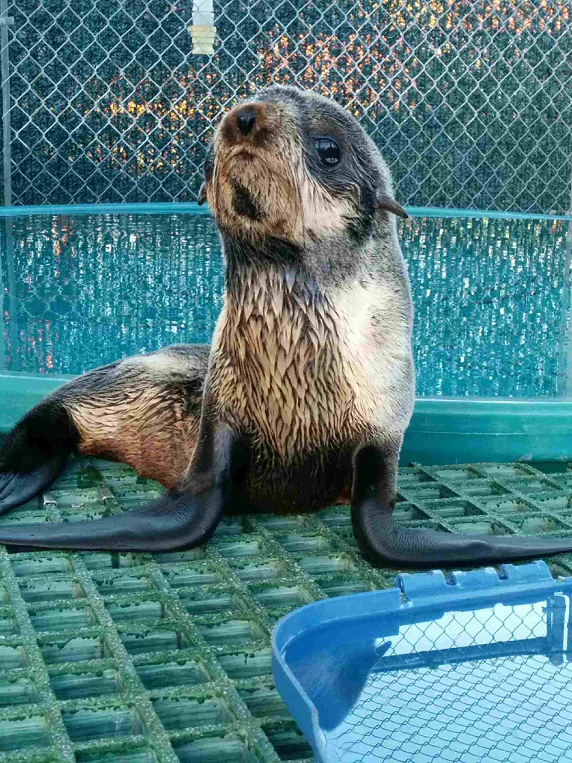 The northern fur seal pup recovering at Vancouver Aquarium Marine Mammal Rescue Centre (Vancouver Aquarium)