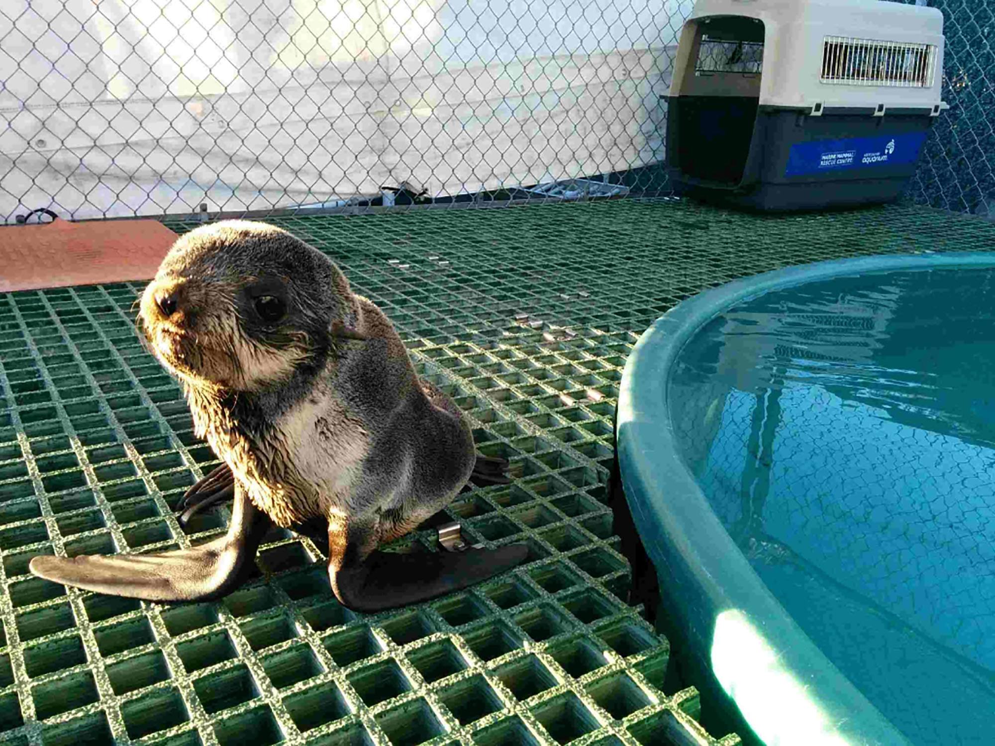 The northern fur seal pup recovering at Vancouver Aquarium Marine Mammal Rescue Centre (Vancouver Aquarium)