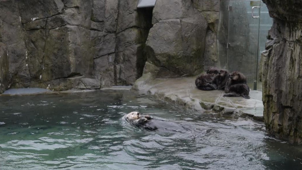 Adult sea otter Tanu swims while the sea otter pups watch