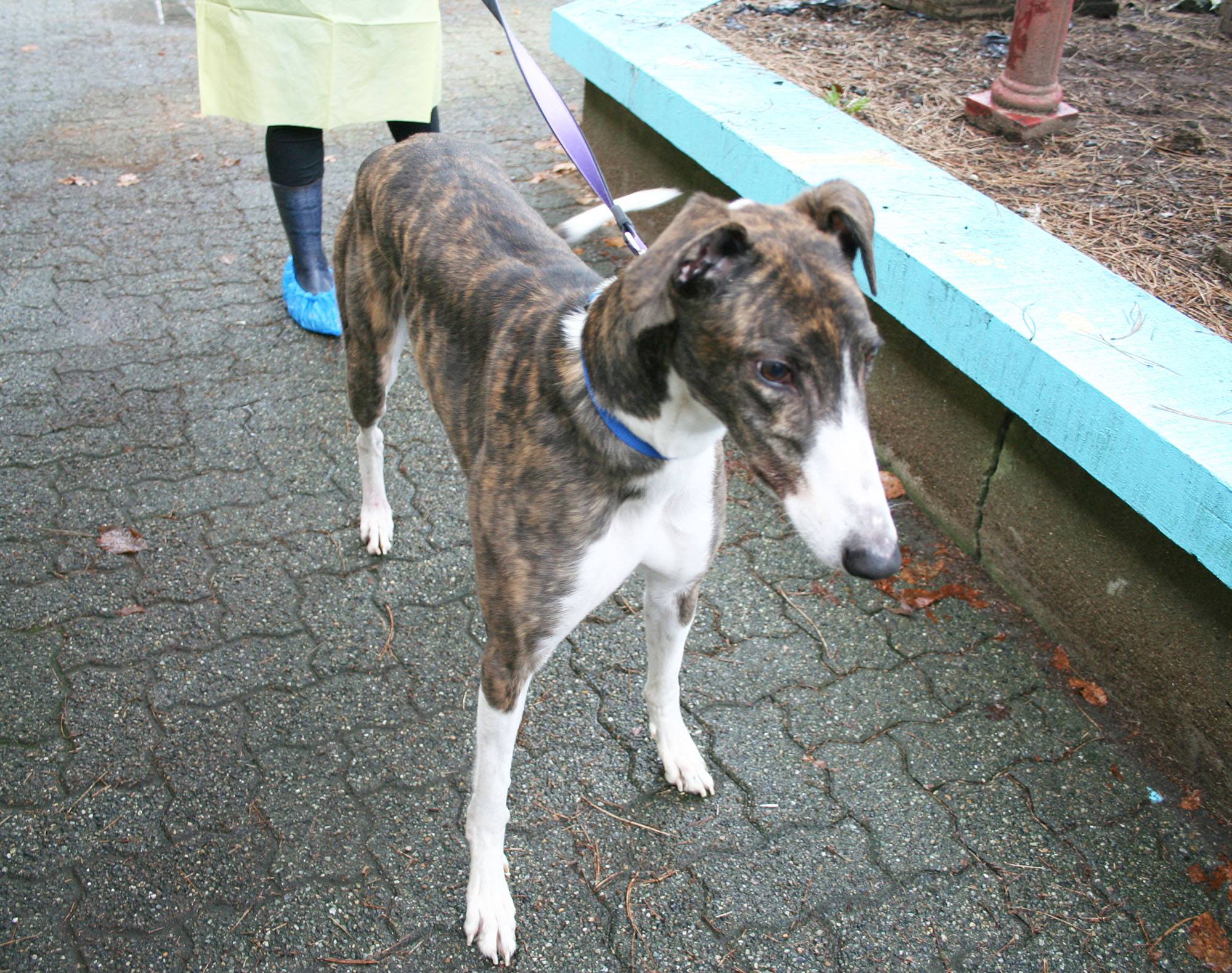 The greyhound dog seized from Sandra Simans in Langley (SPCA)