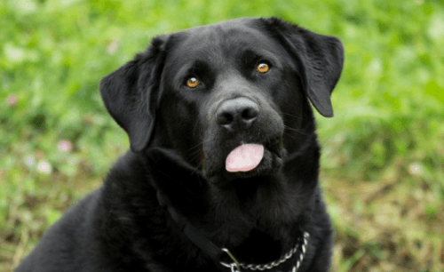 <a href=http://adopt.spca.bc.ca/?utm_source=homepage&utm_medium=small-banner&utm_campaign=adopt>Victor the Labrador Retriever/ Chow Chow (BCSPCA )</a>