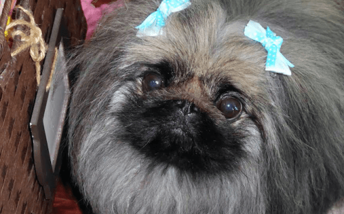 Sunshine is a Pekingese that never fails to make someone's day (Image: Jennifer York)