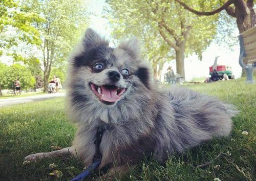 Yeti is a true adventurer (Image: Ashley Marks)