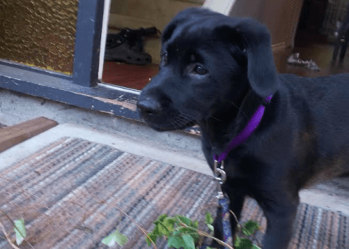 Blackberry is a foster pup from the BC SPCA (Image: Colin Edington)