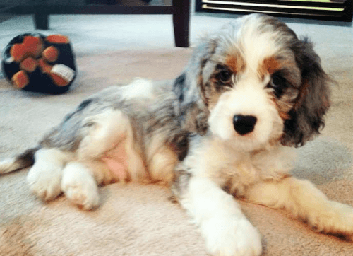 Milo loves his toy ball (Image: Erica McClellan)