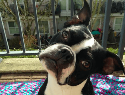 Oskar is an energetic Boston Terrier (Image: Melissa Franz)