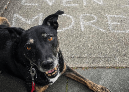 Grace 13-years-old but a puppy at heart (Image: Anna Vasilevski)