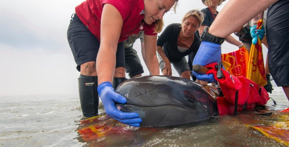 Chester the false killer whale being rescued in 2014 (Vancouver Aquarium)