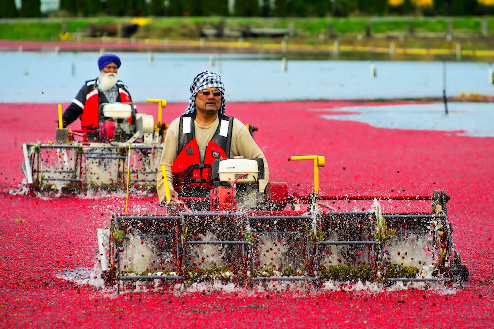 Cranberry farmers in Richmond, BC (Anton Bielousov/Shutterstock)