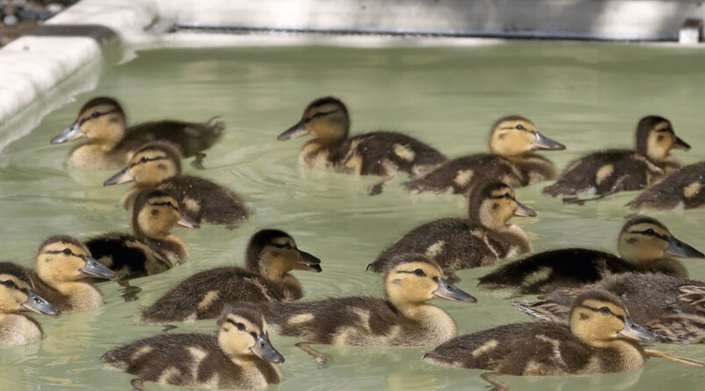 The Wildlife Rescue Association of BC cares for dozens of baby animals (Wildlife Rescue Association of BC)