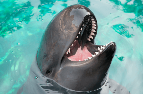 Chester the false killer whale is one of the cetaceans being cared for by the Vancouver Aquarium's Marine Mammal Rescue program (Vancouver Aquarium)