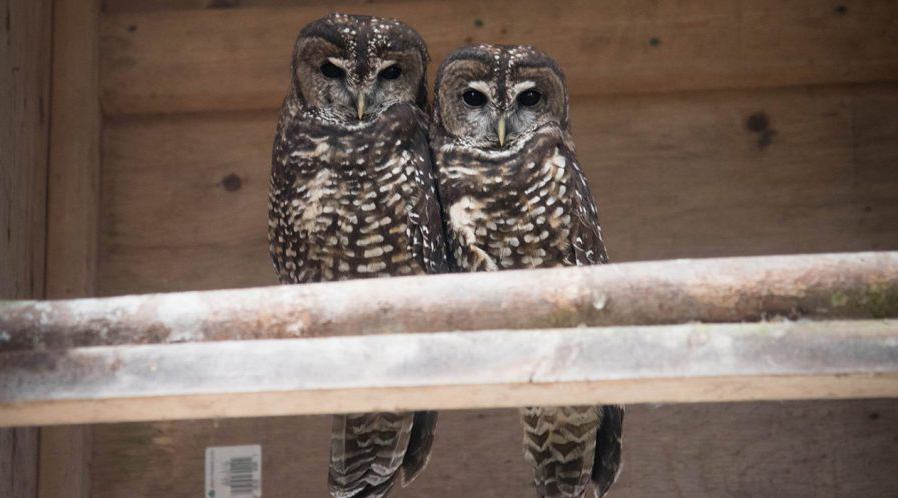 Chick D's Northern Spotted Owl parents Shania (left) and Scud (FWCP)