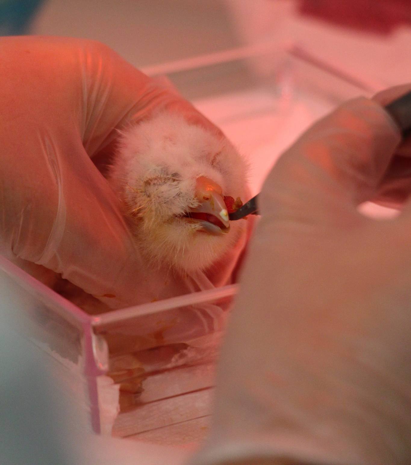 Feeding a newborn Chick D (FWCP)