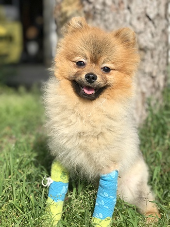 Stuffy the Pomeranian needs your help to fund his surgery (BC SPCA)
