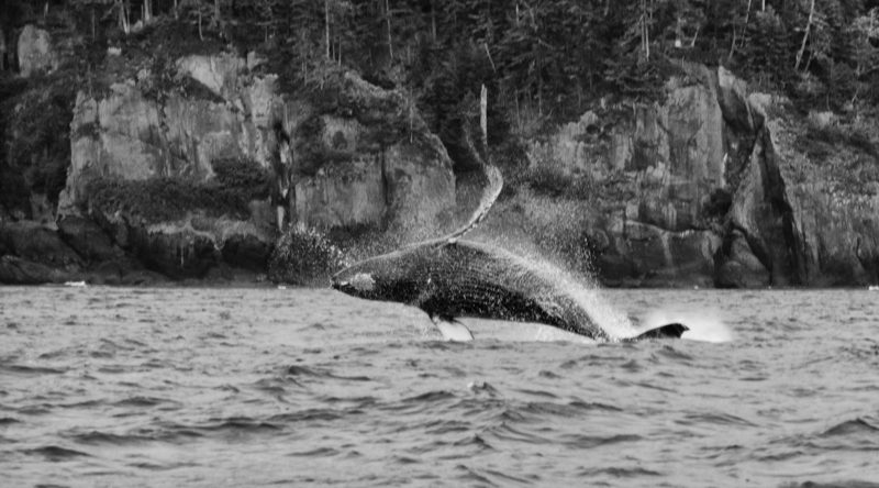 Get hooked on Haida Gwaii's culture and adventure