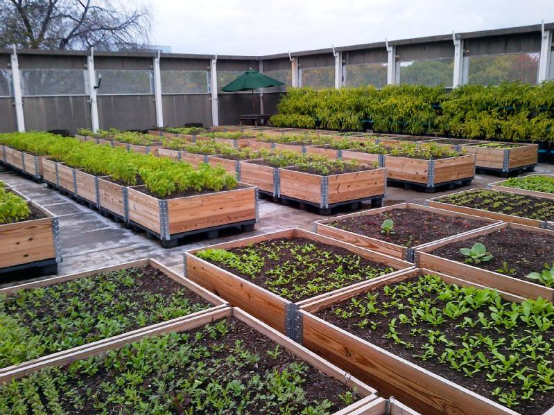 rooftop garden