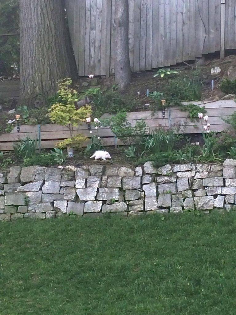 albino racoon