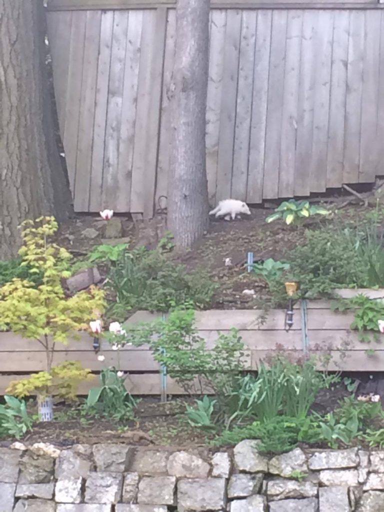 albino racoon