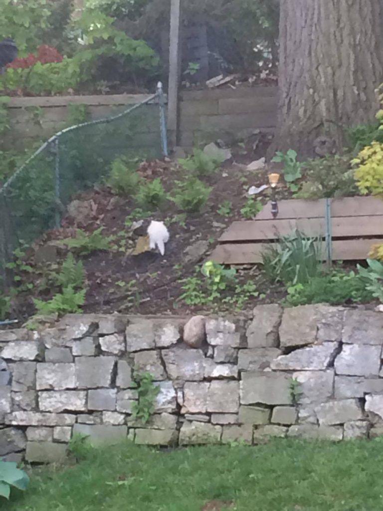 albino racoon