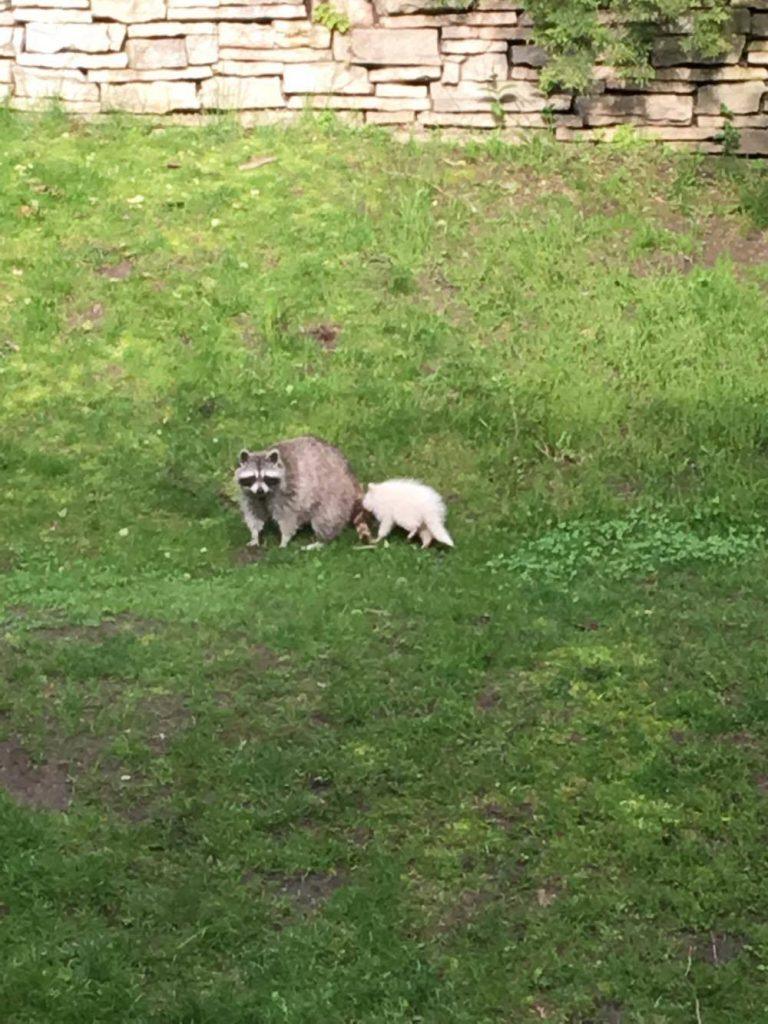 albino racoon