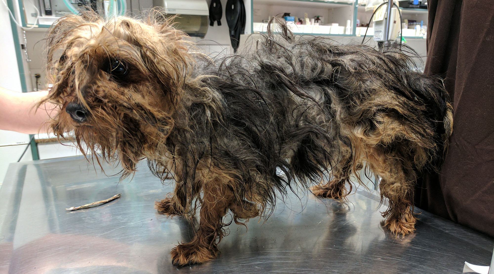 15 neglected Silky Terriers, 2 German Shepherds taken from BC dog breeder