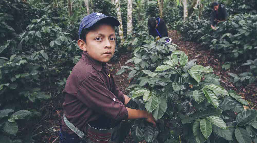 Report: Canada has increasingly imported products related to child labour