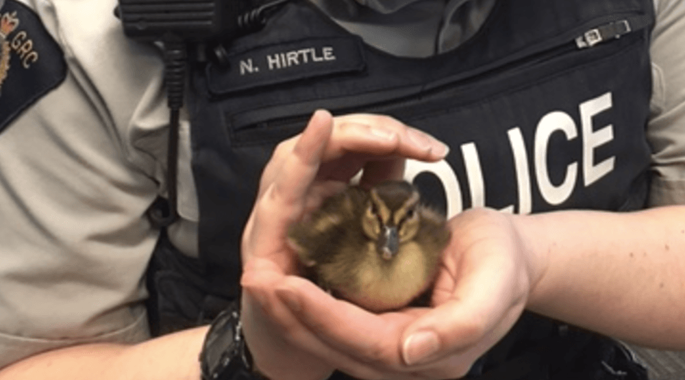 Cutest rescue ever? North Vancouver RCMP save ducklings crossing Highway 1