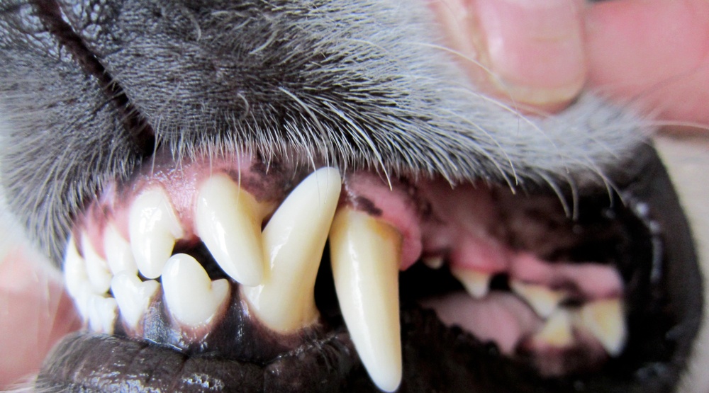 Port Coquitlam's 'dangerous dog' owners to face fines in off-leash parks