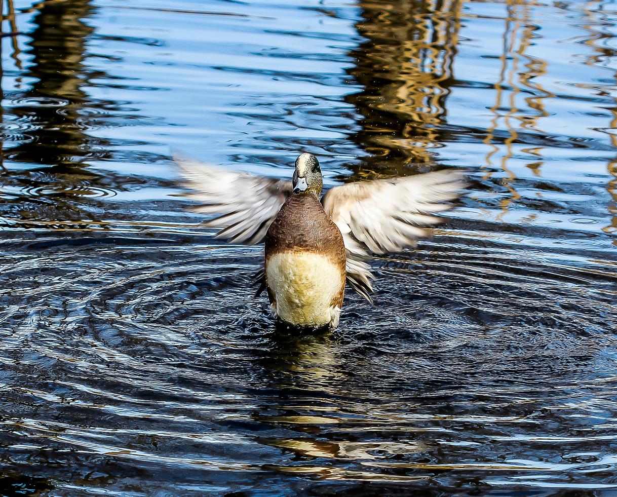 American Wigeon. (Marie Cardona)