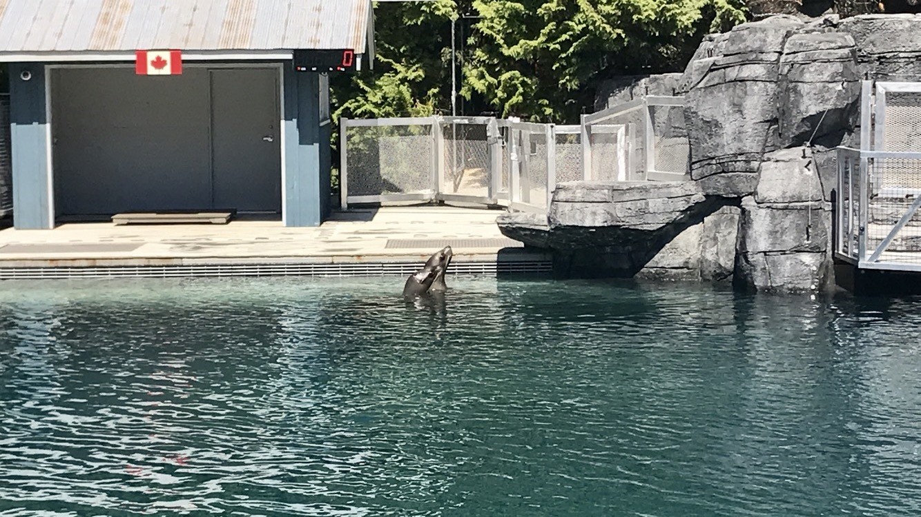 Vancouver Aquarium Sea Lion exhibit (Folake Adesugba/Daily Hive)