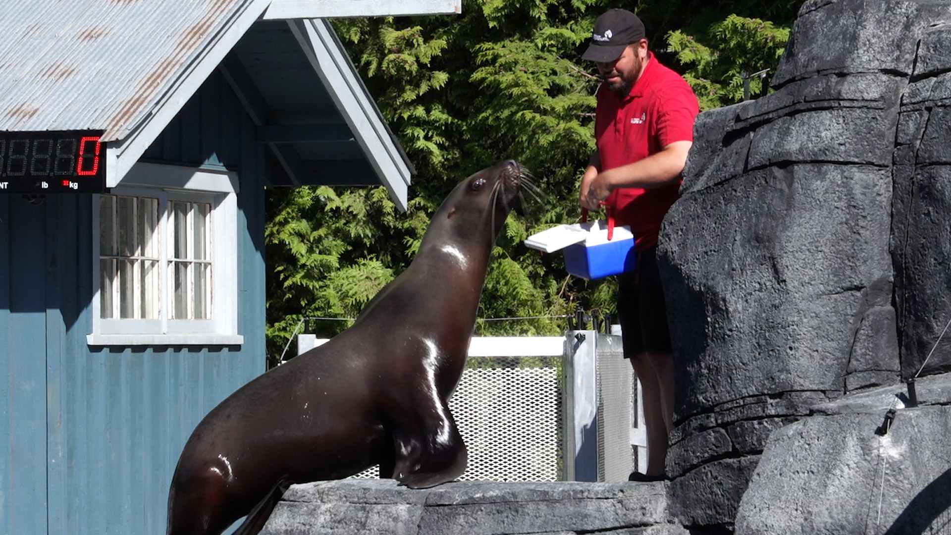 Bill the trainer feeds a sea lion. (Vancouver Aquarium)