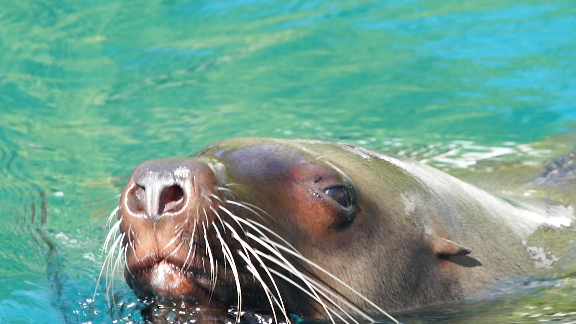 (Vancouver Aquarium)