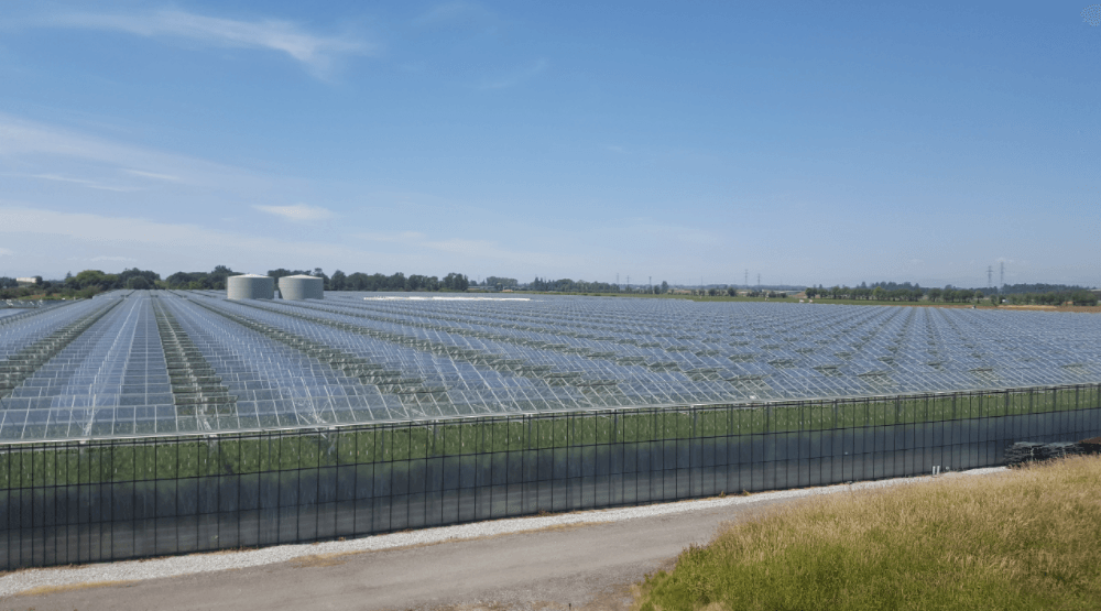 A massive medicinal marijuana greenhouse is coming to Delta