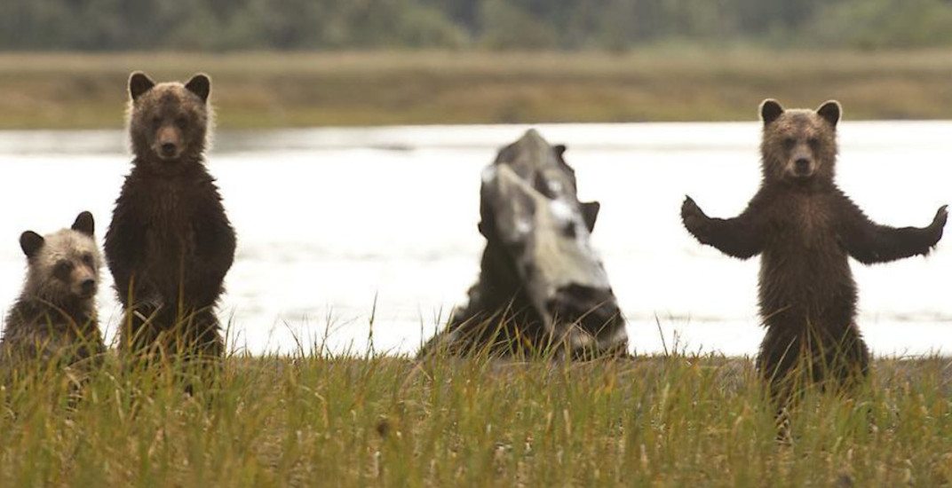 BC government to completely ban grizzly bear trophy hunting starting this fall