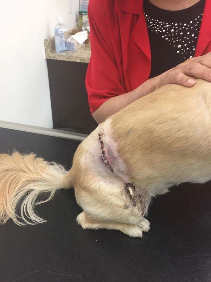 Jazz needed serious stitches after the alleged attack (Curtis Mah)