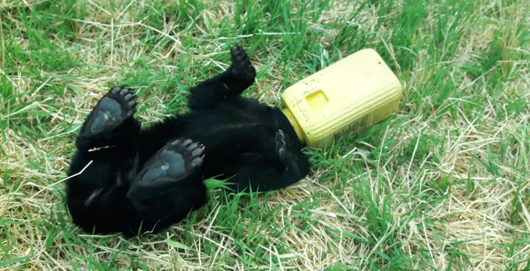 Bear cub rescued after getting its head stuck in a container near BC wildfire