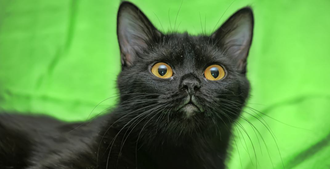 BC SPCA investigating after 6 kittens recently thrown from vehicles
