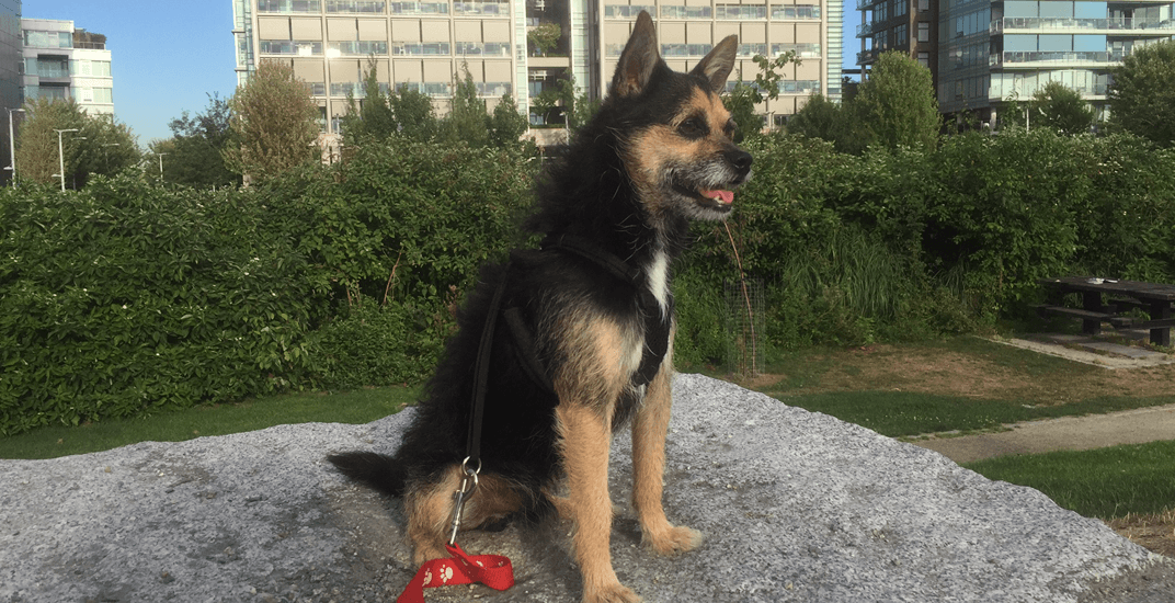Adopt Me: Chaves' previous owner cruelly removed his voice box