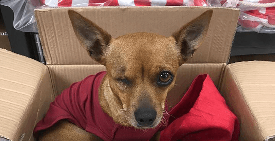 Rescue Me: Gerri the one-eyed fashion muse