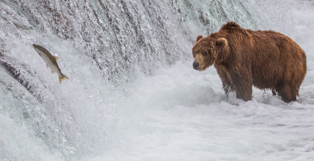 Wildlife watching in BC: What to see in the fall