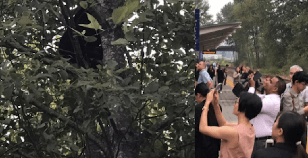 Bear spotted at Coquitlam West Coast Express station this morning (PHOTOS)