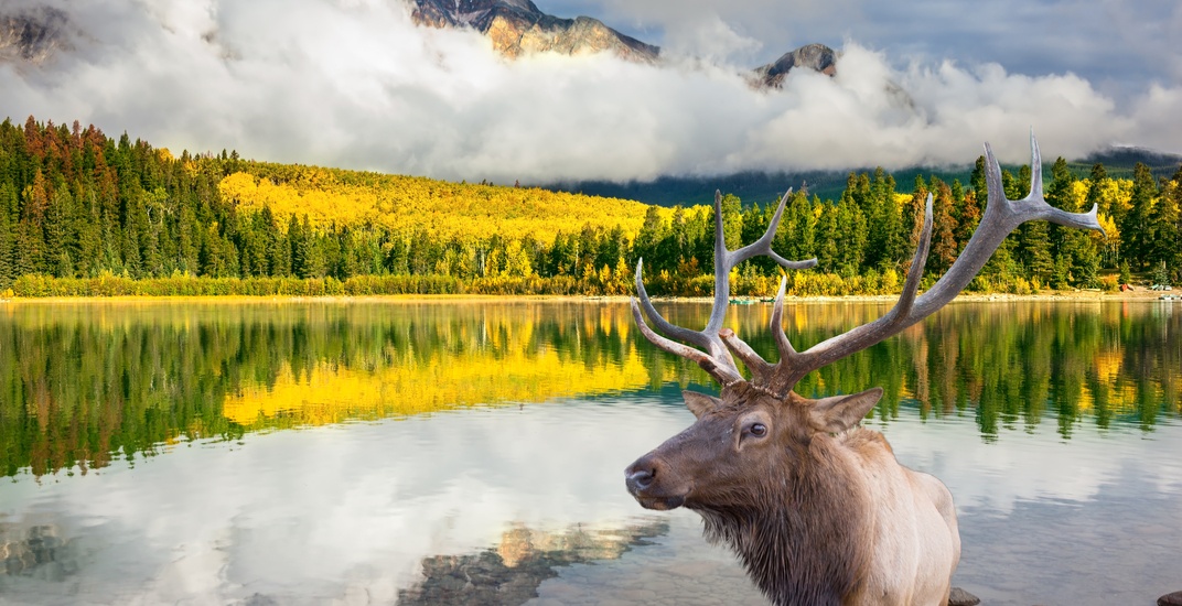 Report: Half of Canada's wildlife populations are rapidly declining