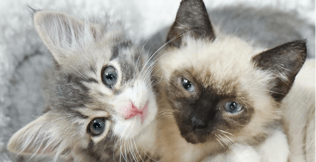 Can you help find a home for these BC wildfire kittens?